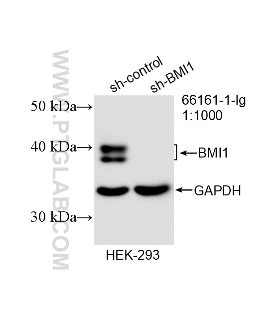 WB analysis of HEK-293 using 66161-1-Ig Western Blot (WB) analysis of HEK-293 cells using BMI1 Monoclonal antibody (66161-1-Ig)