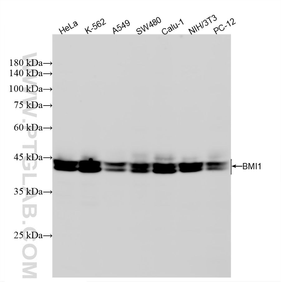 Western Blot (WB) analysis of various lysates using BMI1 Recombinant monoclonal antibody (87836-1-RR)