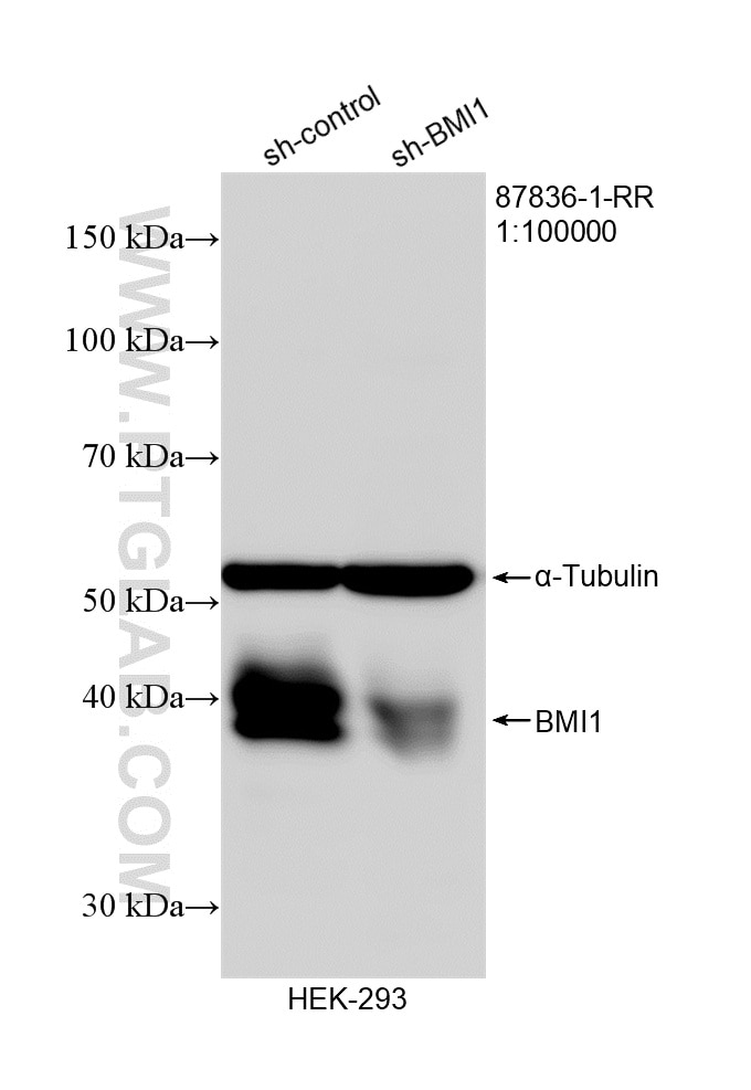 Western Blot (WB) analysis of HEK-293 cells using BMI1 Recombinant monoclonal antibody (87836-1-RR)