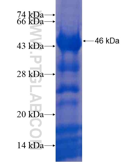 BMI1 fusion protein Ag21284 SDS-PAGE
