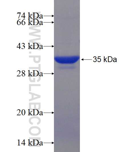 BMP1 fusion protein Ag17772 SDS-PAGE