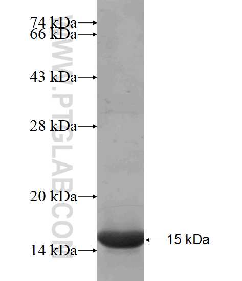 BMP1 fusion protein Ag17878 SDS-PAGE
