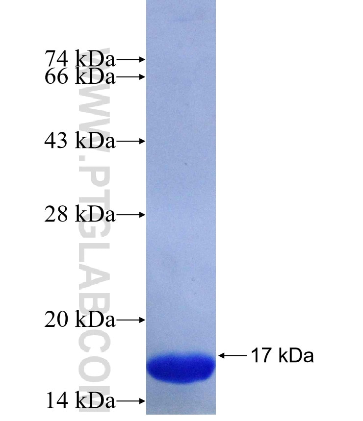 BMP1 fusion protein Ag17878 SDS-PAGE