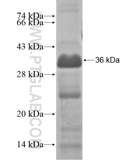 BMP10 fusion protein Ag18889 SDS-PAGE