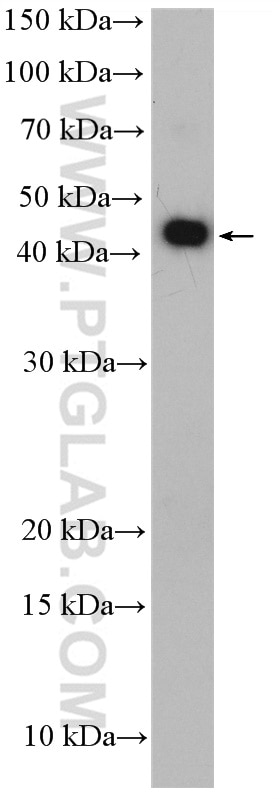 Western Blot (WB) analysis of HeLa cells using BMP2 Polyclonal antibody (18933-1-AP)