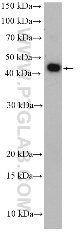 WB analysis of HeLa using 18933-1-AP