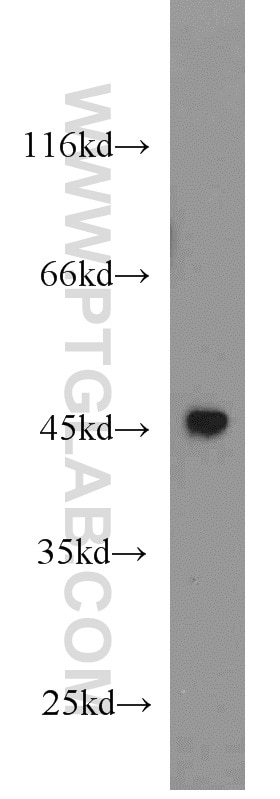 BMP2 Polyclonal antibody