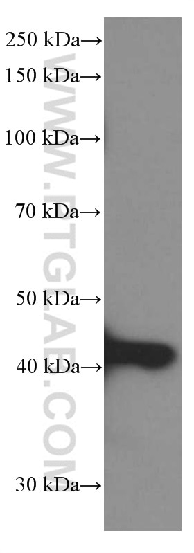 Western Blot (WB) analysis of HeLa cells using BMP2 Monoclonal antibody (66383-1-Ig)