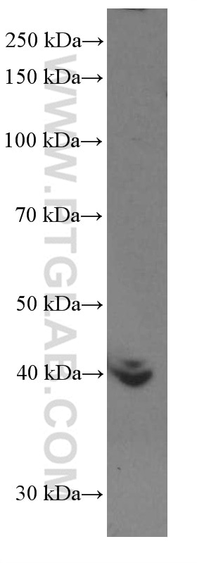 Western Blot (WB) analysis of Caco-2 cells using BMP2 Monoclonal antibody (66383-1-Ig)