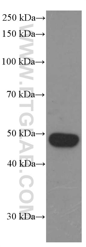 Western Blot (WB) analysis of pig bone marrow tissue using BMP2 Monoclonal antibody (66383-1-Ig)