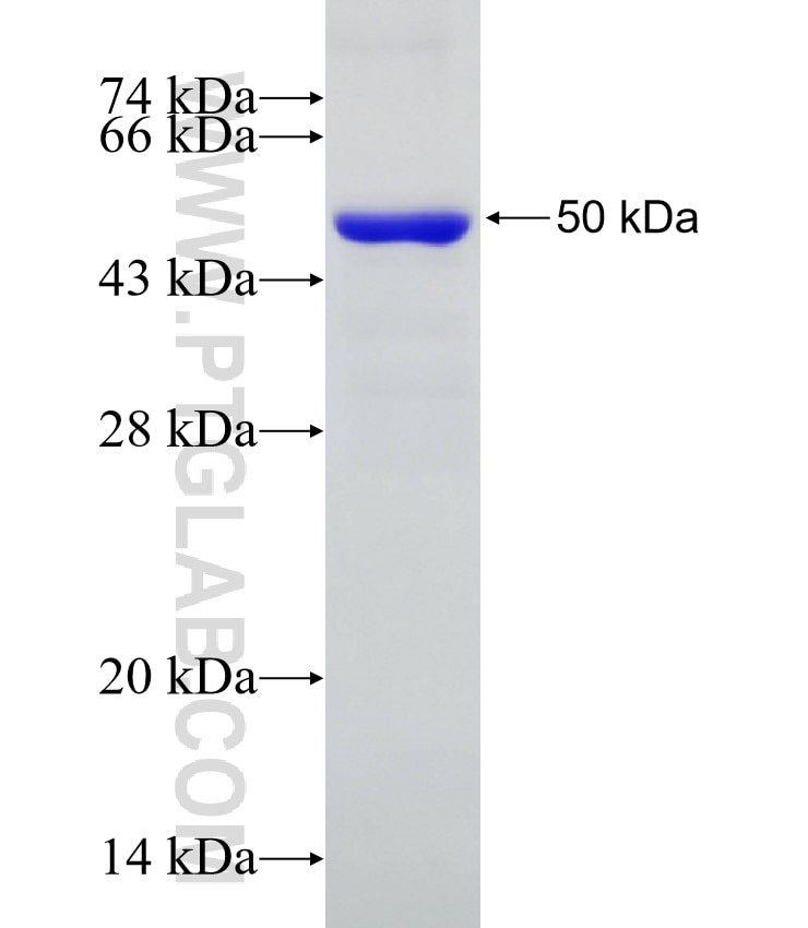 BMP2 fusion protein Ag24220 SDS-PAGE