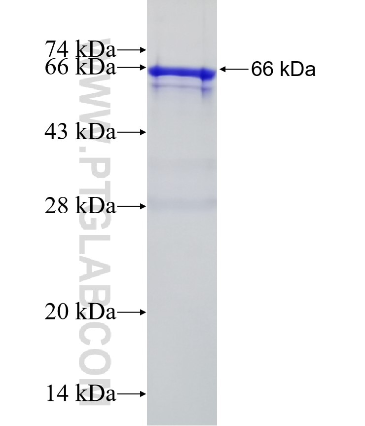 BMP2 fusion protein Ag13501 SDS-PAGE