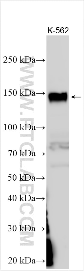 Western Blot (WB) analysis of various lysates using BMP2K Polyclonal antibody (32853-1-AP)