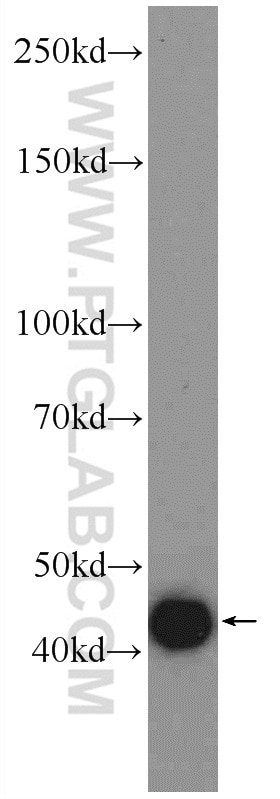 WB analysis of Recombinant protein using 22188-1-AP