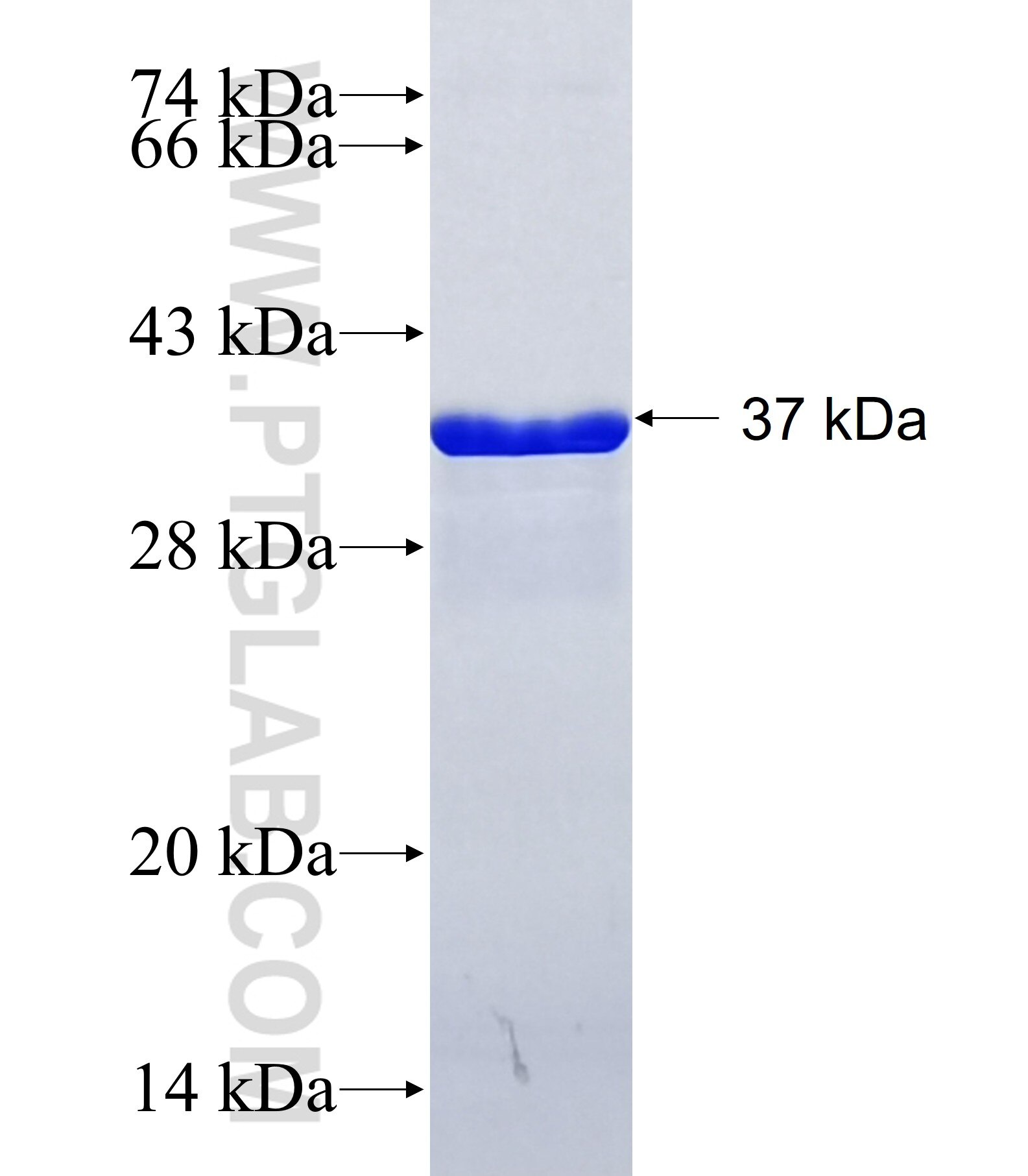 BMP3 fusion protein Ag28999 SDS-PAGE BMP3 fusion protein Ag28999 SDS-PAGE