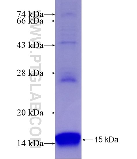 BMP3 fusion protein Ag29016 SDS-PAGE