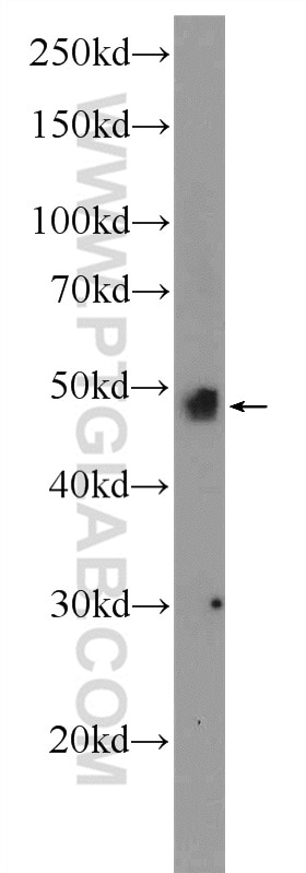 Western Blot (WB) analysis of rat heart tissue using BMP4 Polyclonal antibody (12492-1-AP)