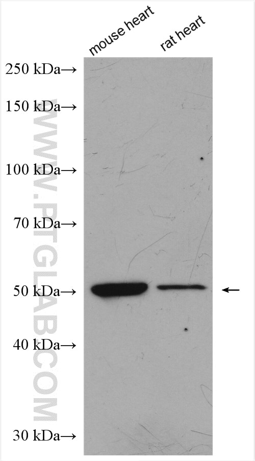 Western Blot (WB) analysis of various lysates using BMP4 Polyclonal antibody (12492-1-AP)