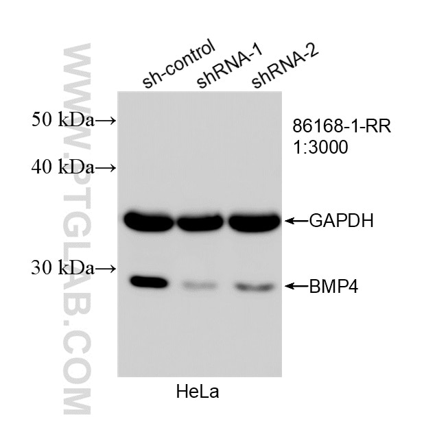 WB result of BMP4 antibody (86168-1-RR; 1:3000; incubated at room temperature for 1.5 hours) with sh-Control and sh-BMP4 transfected HeLa cells. Western Blot (WB) analysis of HeLa cells using BMP4 Recombinant monoclonal antibody (86168-1-RR)