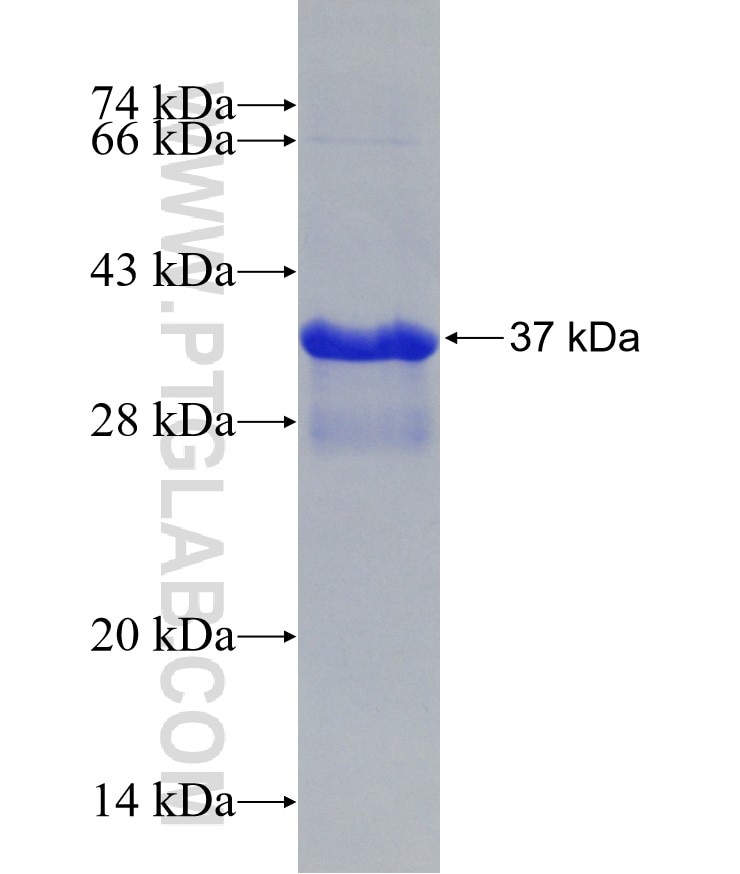 BMP4 fusion protein Ag28824 SDS-PAGE