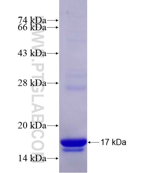 BMP4 fusion protein Ag28840 SDS-PAGE