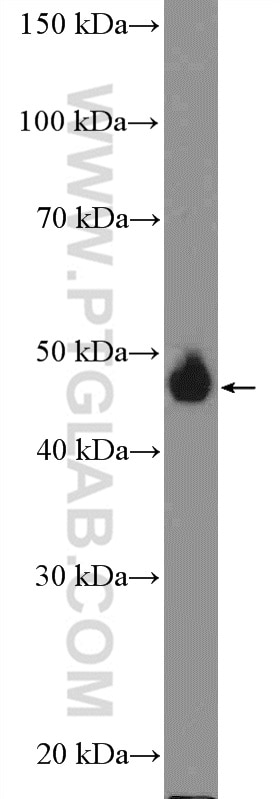 Western Blot (WB) analysis of HUVEC cells using BMP5 Polyclonal antibody (13253-1-AP)