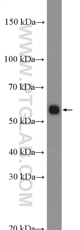 Western Blot (WB) analysis of mouse lung tissue using BMP5 Polyclonal antibody (13253-1-AP)