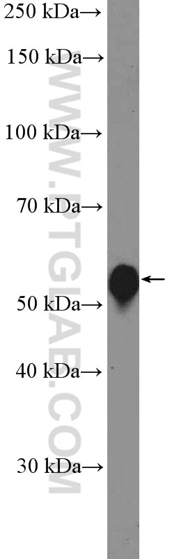 Western Blot (WB) analysis of mouse lung tissue using BMP5 Polyclonal antibody (13253-1-AP)