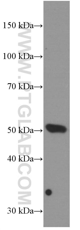 Western Blot (WB) analysis of pig lung tissue using BMP5 Monoclonal antibody (66370-1-Ig)