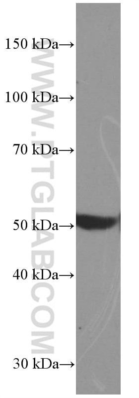 Western Blot (WB) analysis of pig liver tissue using BMP5 Monoclonal antibody (66370-1-Ig)