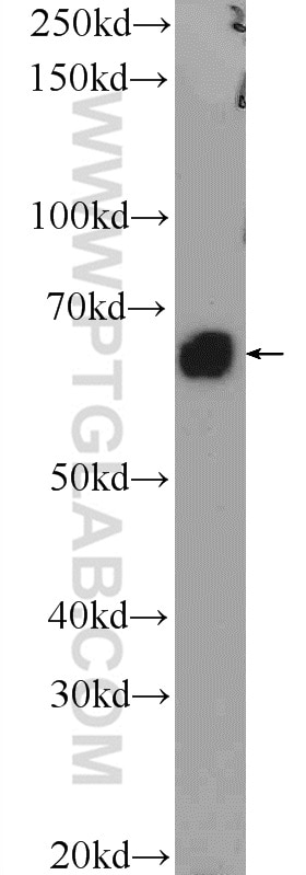 Western Blot (WB) analysis of mouse liver tissue using BMP6 Polyclonal antibody (55421-1-AP)