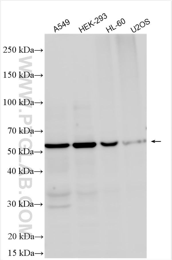 Western Blot (WB) analysis of various lysates using BMP6 Polyclonal antibody (55421-1-AP)