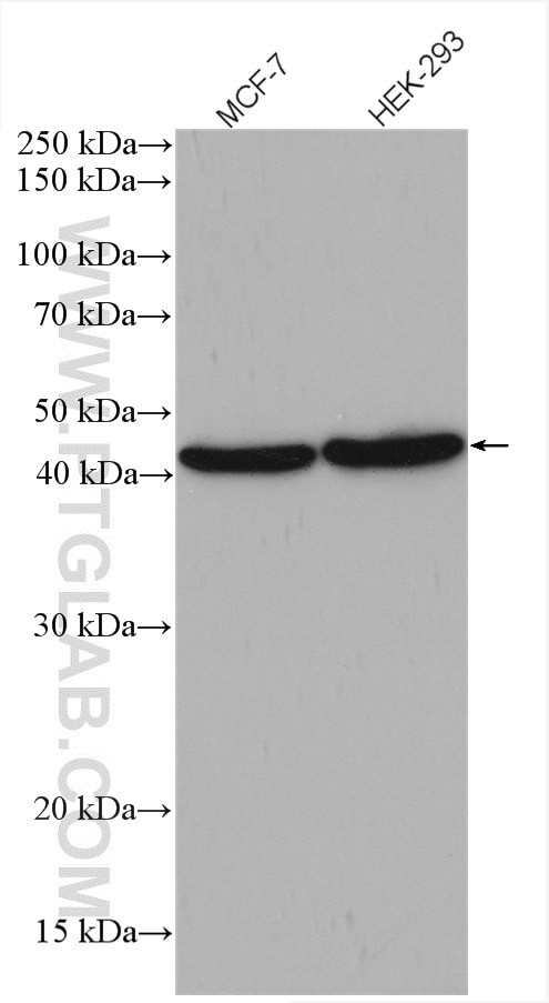 Western Blot (WB) analysis of various lysates using BMP7 Polyclonal antibody (12221-1-AP)