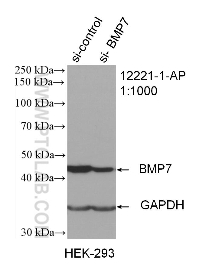 Western Blot (WB) analysis of HEK-293 cells using BMP7 Polyclonal antibody (12221-1-AP)