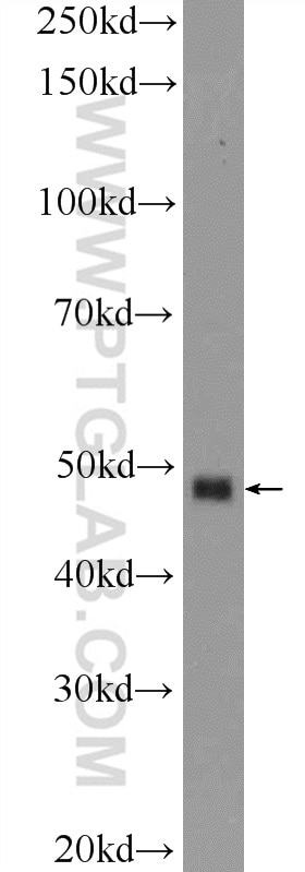 BMP7 Polyclonal antibody