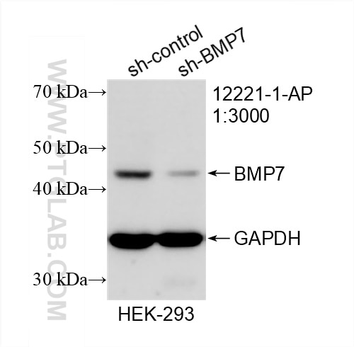 Western Blot (WB) analysis of HEK-293 cells using BMP7 Polyclonal antibody (12221-1-AP)