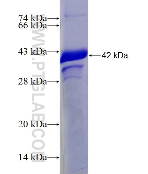 BMP-7 fusion protein Ag24101 SDS-PAGE