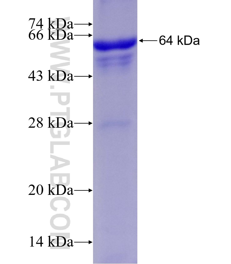 BMP7 fusion protein Ag2902 SDS-PAGE