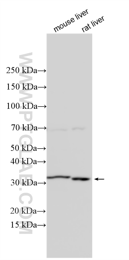 Western Blot (WB) analysis of various lysates using BMP9 Polyclonal antibody (33159-1-AP)