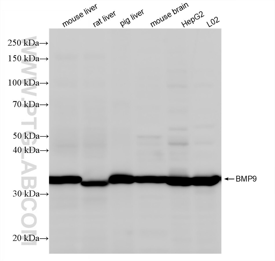 Western Blot (WB) analysis of various lysates using BMP9 Recombinant monoclonal antibody (86411-1-RR)