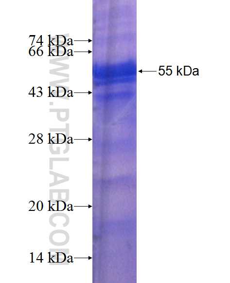 BMP9 fusion protein Ag12394 SDS-PAGE