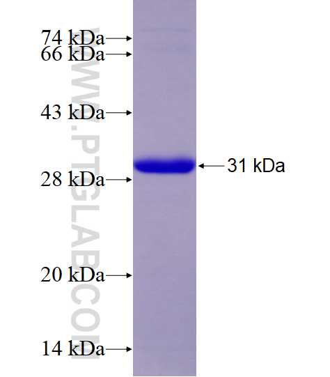 BMPR1A fusion protein Ag27075 SDS-PAGE