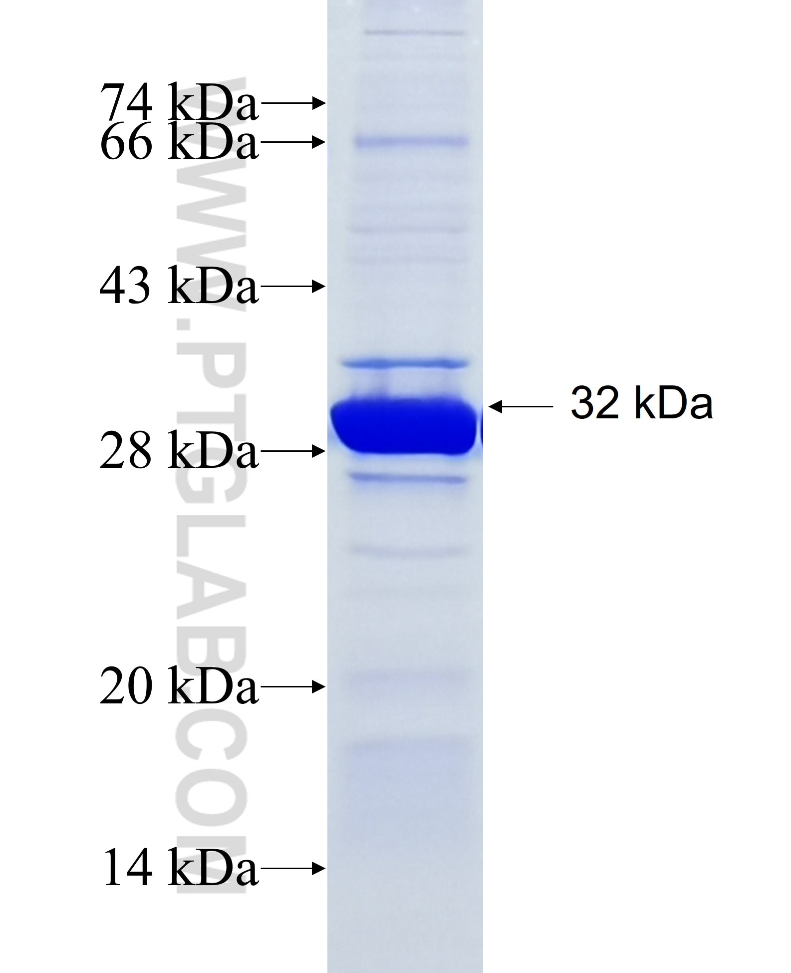 BMPR1A fusion protein Ag27075 SDS-PAGE