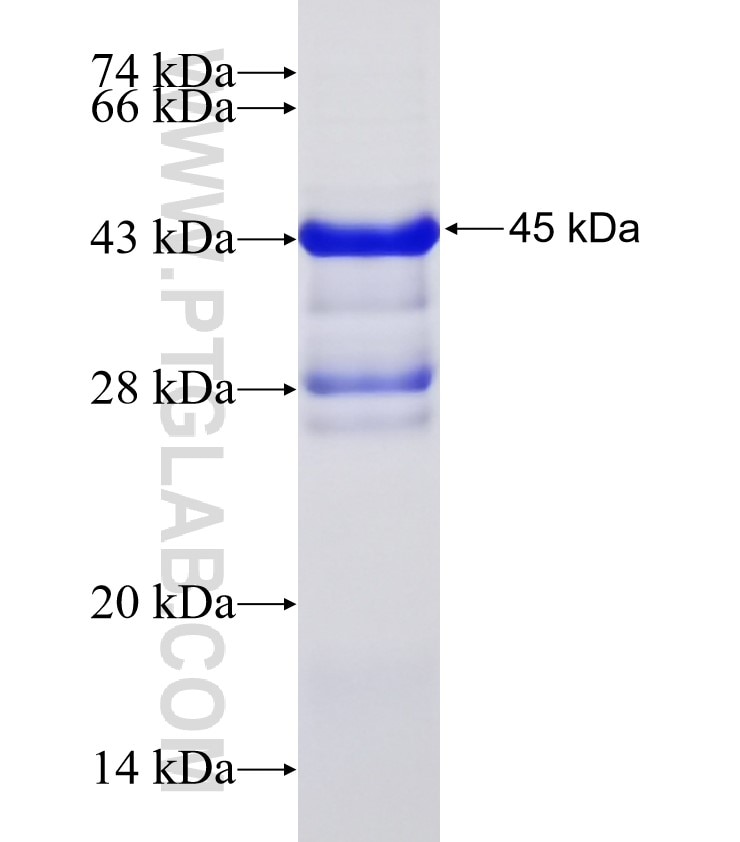 BMPR1A fusion protein Ag32959 SDS-PAGE
