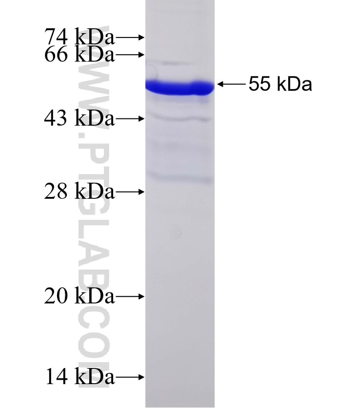 BMPR1A fusion protein Ag3410 SDS-PAGE