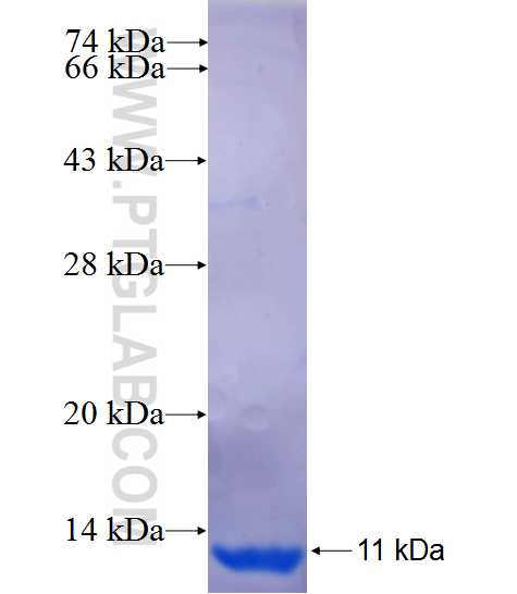 BMPR1B fusion protein Ag24845 SDS-PAGE
