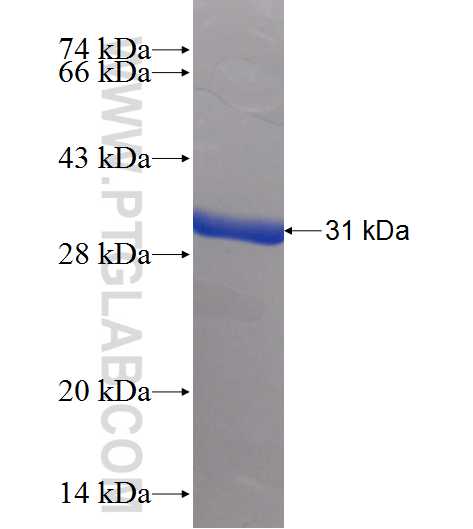 BMPR1B fusion protein Ag24902 SDS-PAGE