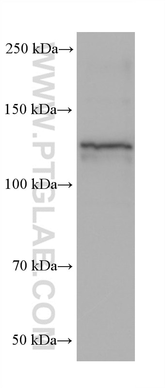 Western Blot (WB) analysis of NIH/3T3 cells using BMPR2 Monoclonal antibody (68497-1-Ig)