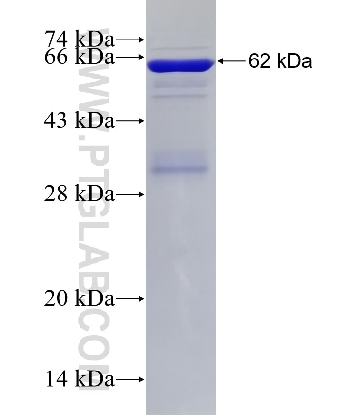BMPR2 fusion protein Ag5752 SDS-PAGE