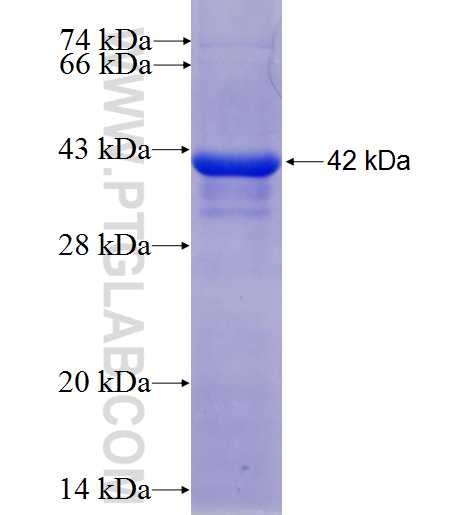 BMPR2 fusion protein Ag5868 SDS-PAGE